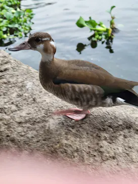 神戸どうぶつ王国に投稿された画像（2023/6/10）