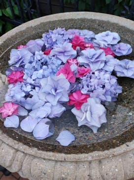 横浜イングリッシュガーデンに投稿された画像（2023/6/10）