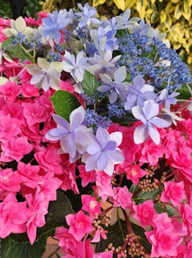 横浜イングリッシュガーデンに投稿された画像（2023/6/10）