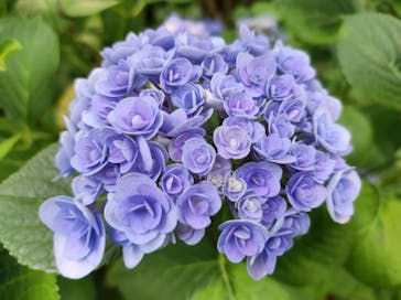 横浜イングリッシュガーデンに投稿された画像（2023/6/10）