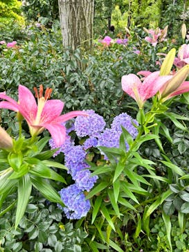 横浜イングリッシュガーデンに投稿された画像（2023/6/10）