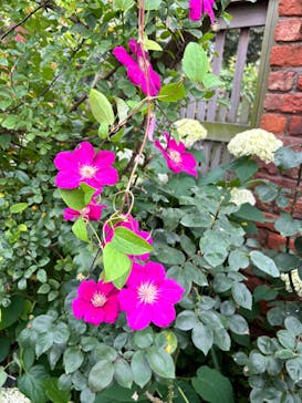 横浜イングリッシュガーデンに投稿された画像（2023/6/10）