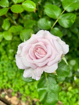 横浜イングリッシュガーデンに投稿された画像（2023/6/10）