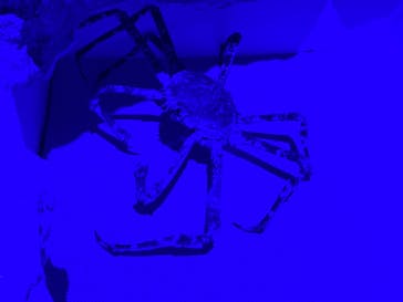 伊豆・三津シーパラダイスに投稿された画像（2023/6/10）