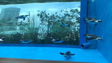 サンシャイン水族館に投稿された画像（2023/6/10）