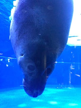 サンシャイン水族館に投稿された画像（2023/6/10）