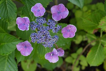 横浜イングリッシュガーデンに投稿された画像（2023/6/10）
