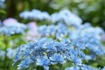 横浜イングリッシュガーデンに投稿された画像（2023/6/10）