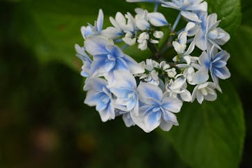 横浜イングリッシュガーデンに投稿された画像（2023/6/10）