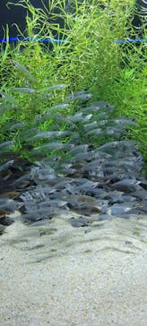 カワスイ 川崎⽔族館に投稿された画像（2023/6/10）