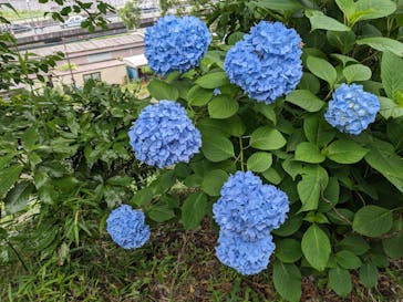 小田原城に投稿された画像（2023/6/10）