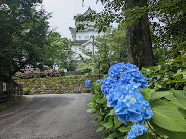 小田原城に投稿された画像（2023/6/10）