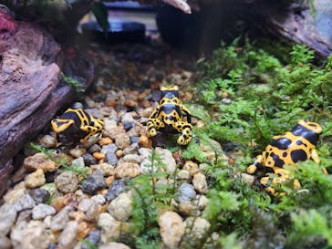 体感型カエル館KawaZooに投稿された画像（2023/6/10）