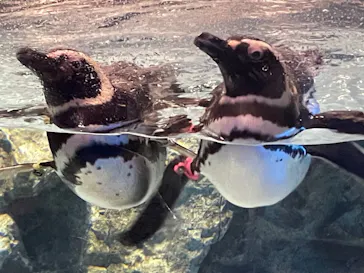 すみだ水族館に投稿された画像（2023/6/10）