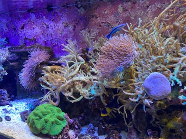 横浜開運水族館 フォーチュンアクアリウムに投稿された画像（2023/6/10）