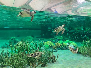 鴨川シーワールドに投稿された画像（2023/6/10）