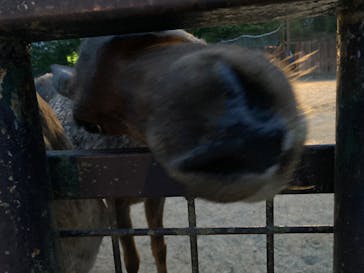 那須サファリパークに投稿された画像（2023/6/10）