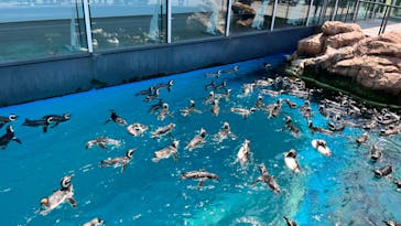 上越市立水族博物館 うみがたりに投稿された画像（2023/6/10）