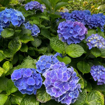 横浜イングリッシュガーデンに投稿された画像（2023/6/10）