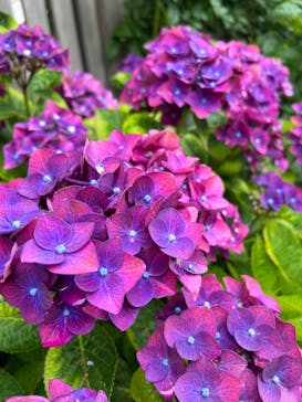 横浜イングリッシュガーデンに投稿された画像（2023/6/10）