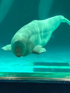 鴨川シーワールドに投稿された画像（2023/6/10）