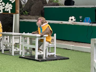 おさるランド＆アニタウン　日光さる軍団劇場に投稿された画像（2023/6/10）