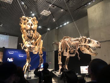 特別展「恐竜博2023」に投稿された画像（2023/6/11）