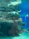 名古屋港水族館に投稿された画像（2023/6/11）