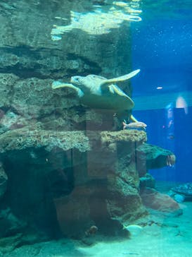 名古屋港水族館に投稿された画像（2023/6/11）