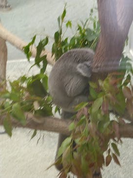 淡路ファームパーク イングランドの丘に投稿された画像（2023/6/11）