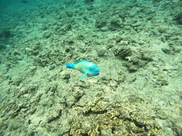 武藤潜水に投稿された画像（2023/6/11）