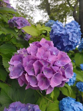 博物館 明治村に投稿された画像（2023/6/11）