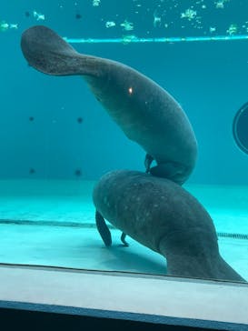 沖縄美ら海水族館に投稿された画像（2023/6/11）