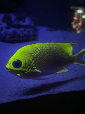 沖縄美ら海水族館に投稿された画像（2023/6/11）