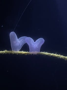 沖縄美ら海水族館に投稿された画像（2023/6/11）