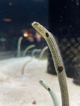 沖縄美ら海水族館に投稿された画像（2023/6/11）