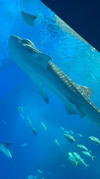 沖縄美ら海水族館に投稿された画像（2023/6/11）