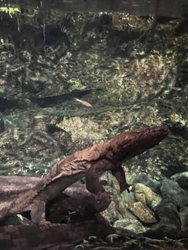 京都水族館に投稿された画像（2023/6/11）