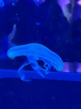 京都水族館に投稿された画像（2023/6/11）