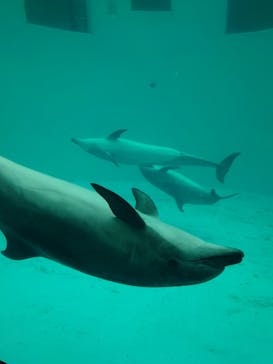 名古屋港水族館に投稿された画像（2023/6/11）