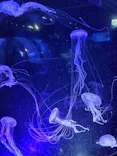 名古屋港水族館に投稿された画像（2023/6/11）