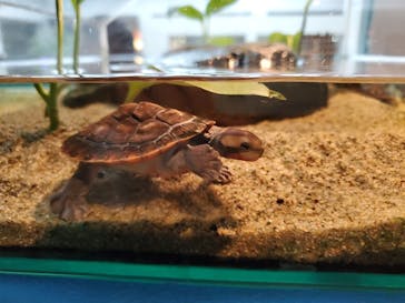 名古屋港水族館に投稿された画像（2023/6/11）