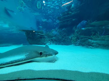 名古屋港水族館に投稿された画像（2023/6/11）