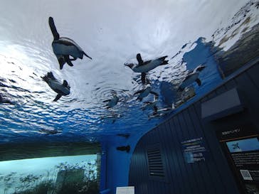 サンシャイン水族館に投稿された画像（2023/6/11）