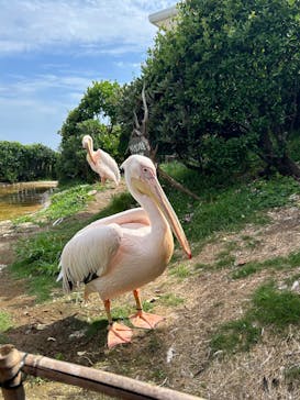 鴨川シーワールドに投稿された画像（2023/6/11）