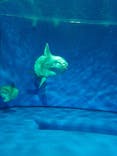 アクアワールド茨城県大洗水族館に投稿された画像（2023/6/11）