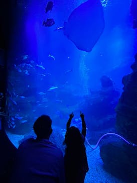 京都水族館に投稿された画像（2023/6/11）