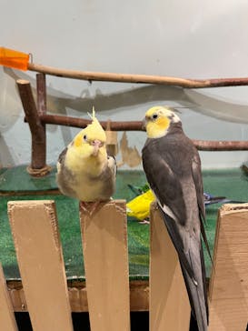 Moff animal cafe MARKIS 福岡ももち店に投稿された画像（2023/6/11）