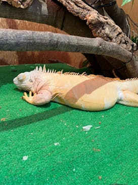 Moff animal cafe MARKIS 福岡ももち店に投稿された画像（2023/6/11）