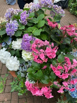 横浜イングリッシュガーデンに投稿された画像（2023/6/11）